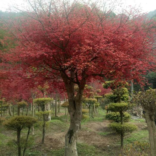 兴安县日本红枫/日本红丝带 