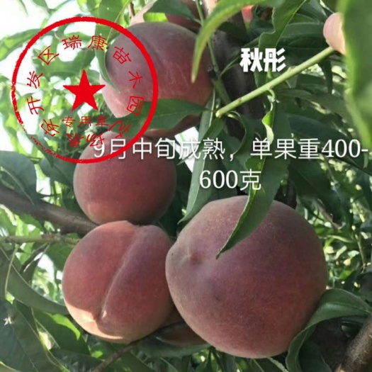 泰安秋彤桃树苗 1~1.5米 