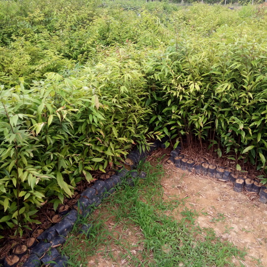 灵山县红椎种子 