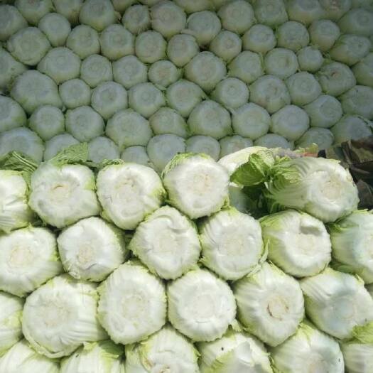 菊锦春白菜 产地直供