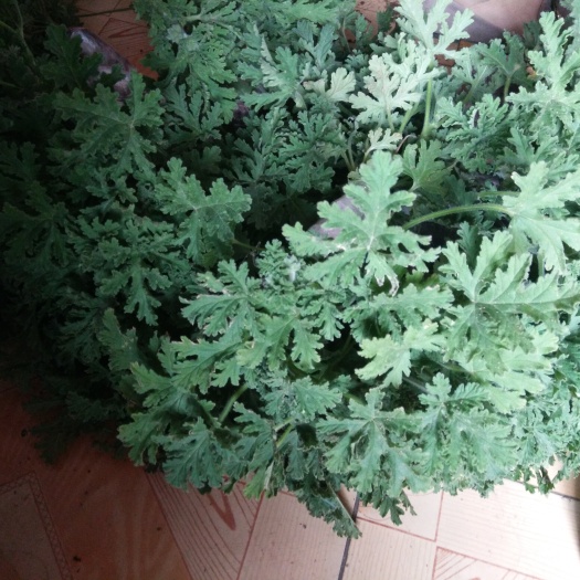 沭阳县驱蚊草盆栽 