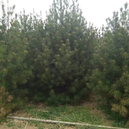 泰安精品白皮松