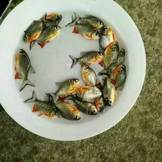 佛山鲳鱼苗 淡水白鲳 食人鱼3-6cm
