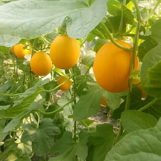 黄金瓜 ，，黄河蜜，久红瑞大量现货供应，产地货源