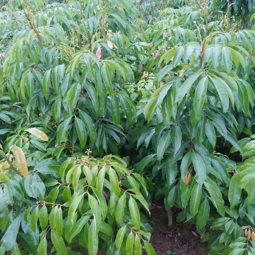 灵山县无核荔枝苗