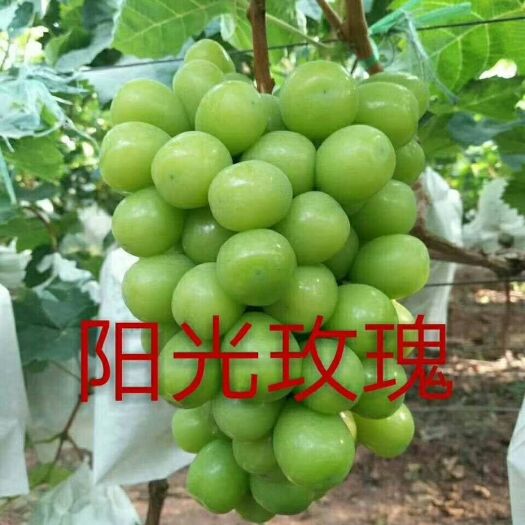泰安巨峰葡萄苗 