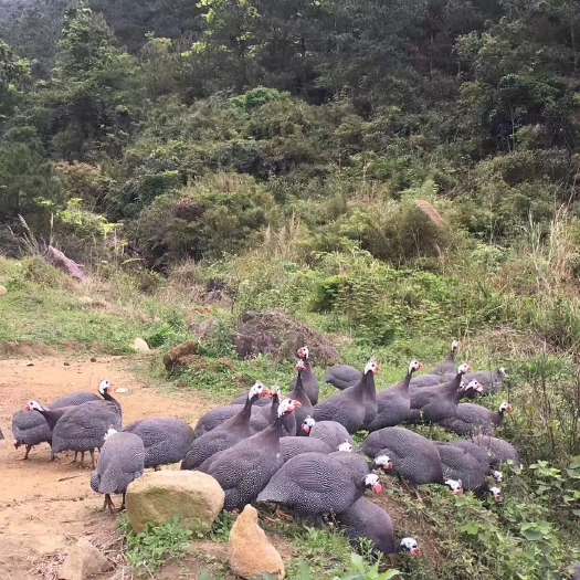 南宁 广西同发珍珠鸡苗，贵妃鸡苗，七彩山鸡苗林山土鸡苗，瑶鸡苗。