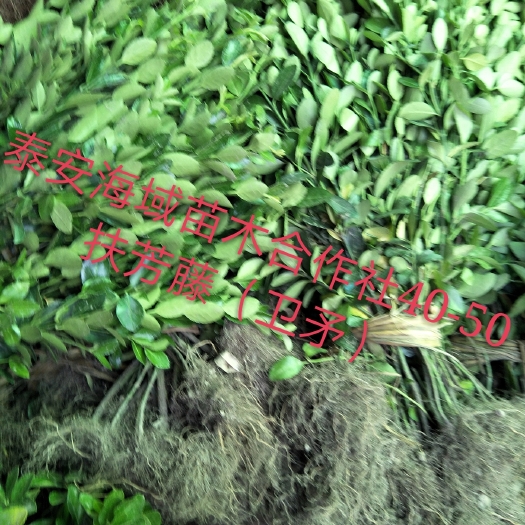 泰安小叶扶芳藤  直立卫矛，爬行卫矛地被植物，适用于公园，学校，街道绿化