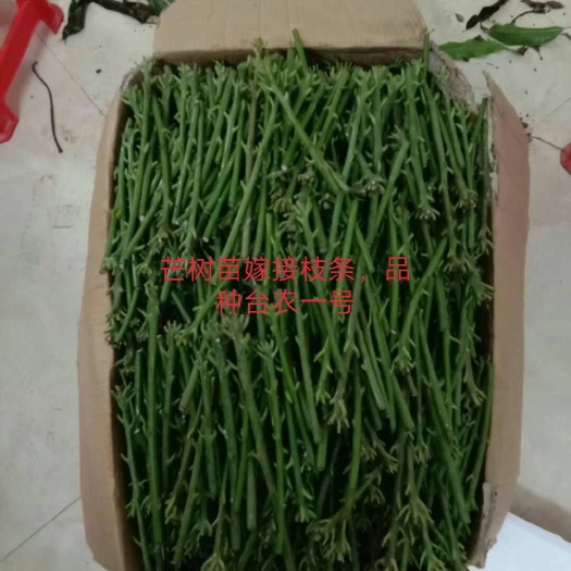 灵山县芒果嫁接惠条  芒果嫁接枝条