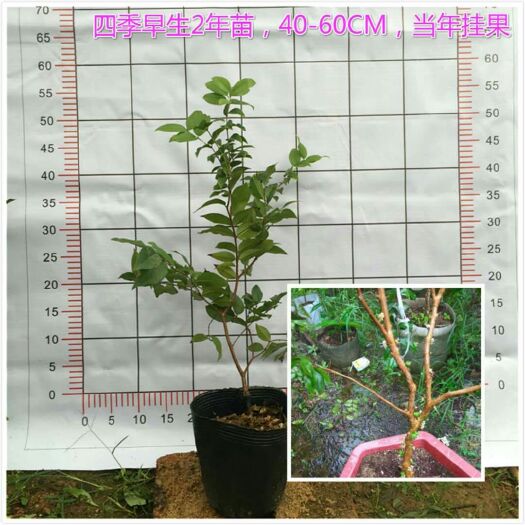 灵山县嘉果宝种苗 