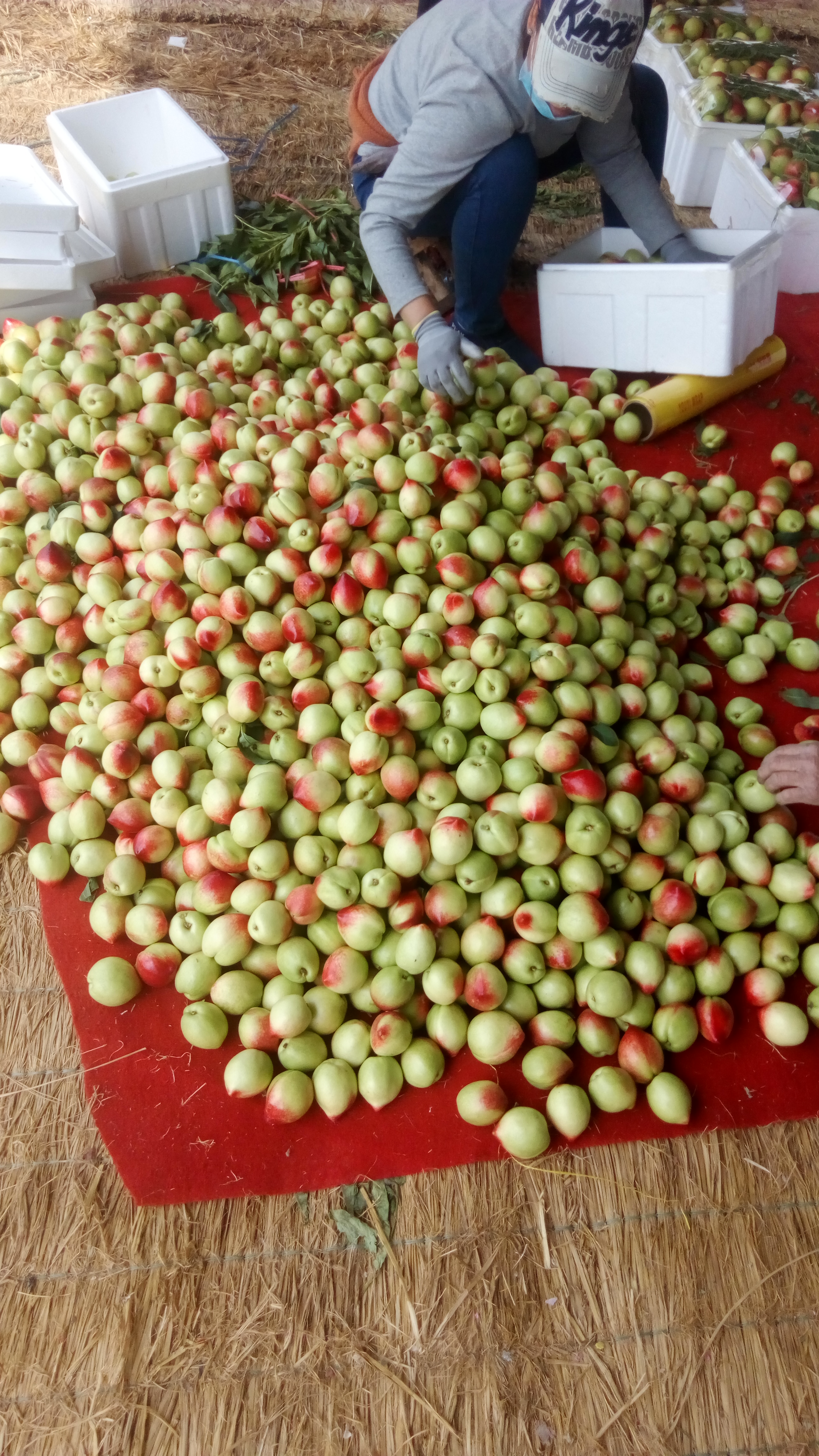 中油5号油桃 3两以上 55mm以上