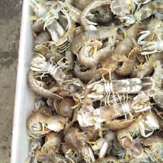 连云港皮皮虾 