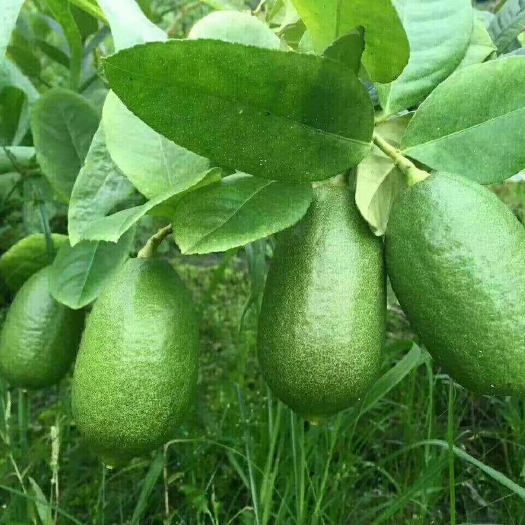 灵山县香水柠檬苗 