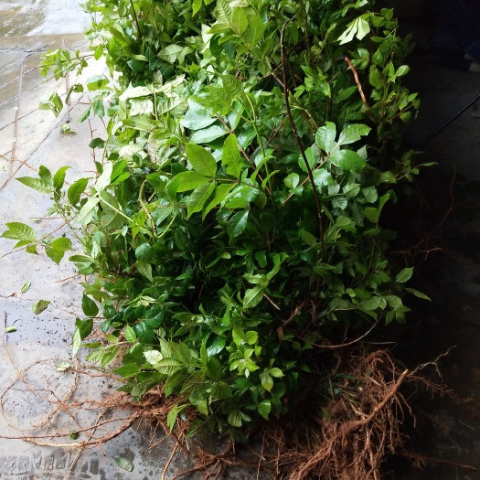汨罗市吴茱萸