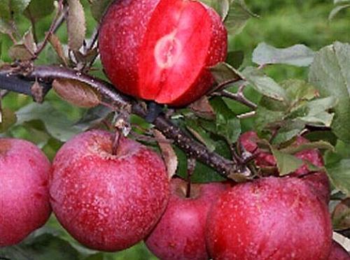 平邑县红肉苹果树苗 结果快，产量高，耐储存成熟可在树上挂果45天