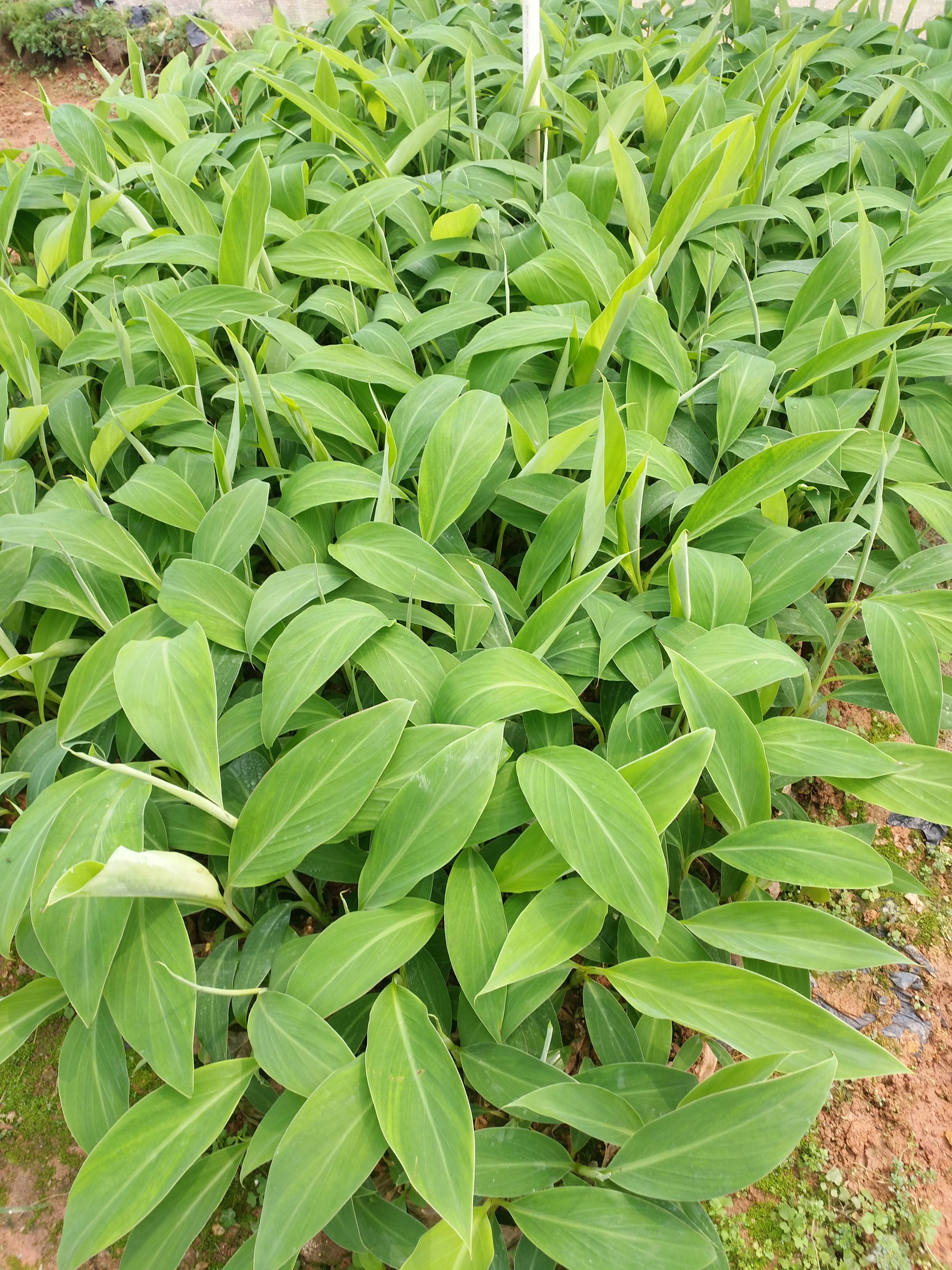 小米蕉苗  粉蕉苗  金粉一號 威廉B6香蕉苗