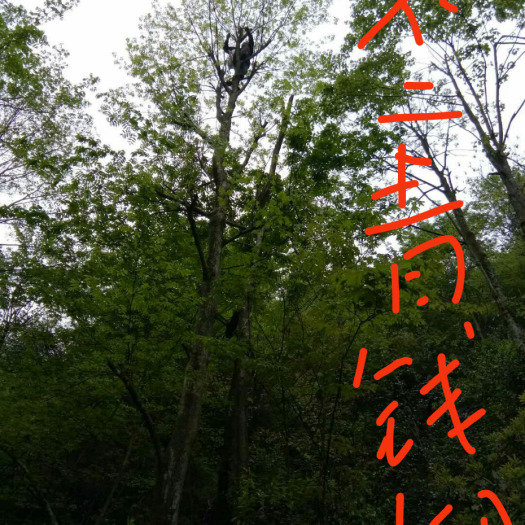 鹤峰县青钱柳叶