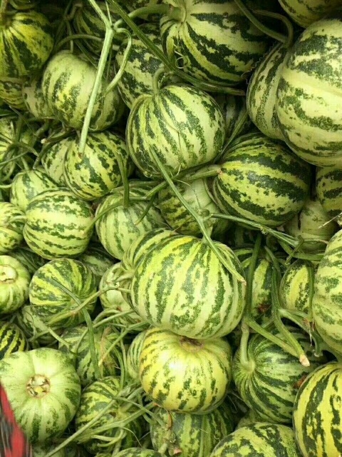 莘县花蕾甜瓜 0.5斤以上
