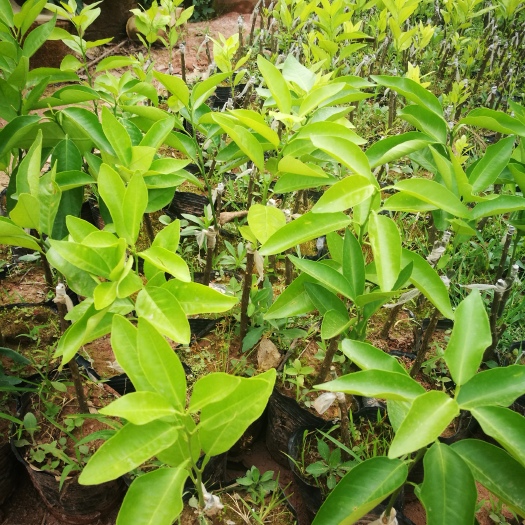 灵山县沃柑苗 叶色清秀