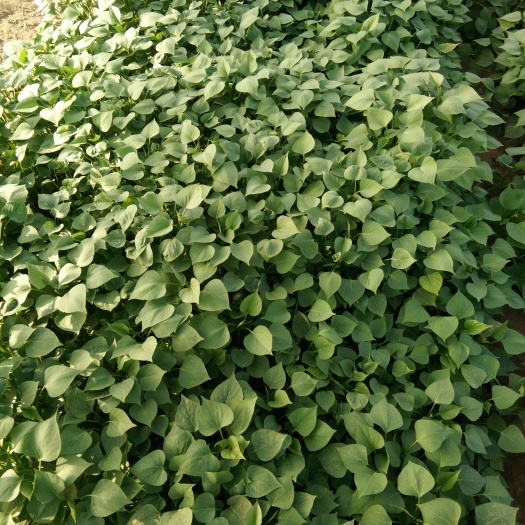 夏津县龙薯9号红薯苗 常规种（原种） ≥99.5% ≥90%