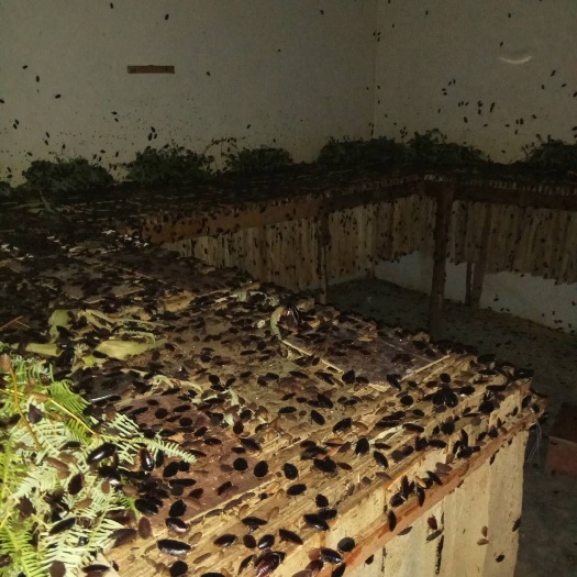 灵山县金边土元
