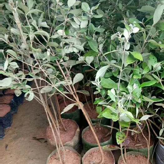 灵山县芭尔德温苗