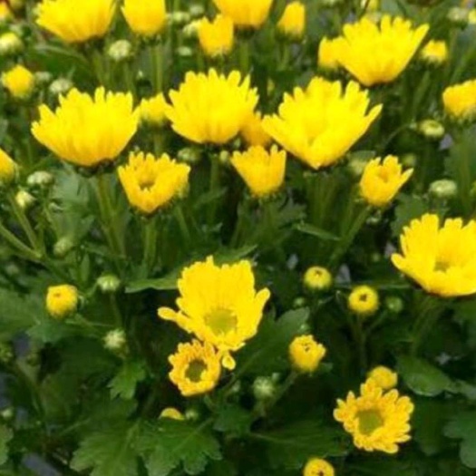 亳州金丝黄菊苗 出售各种菊花苗，价格低廉，