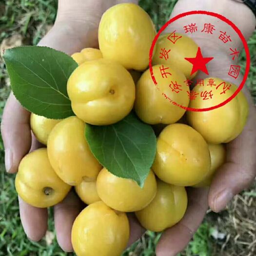 泰安金太阳杏树苗 