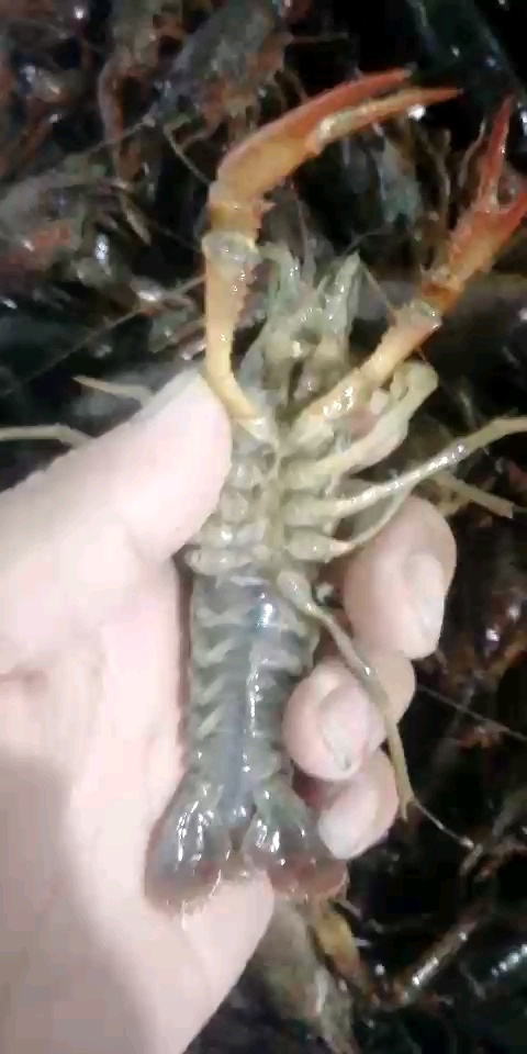 东莞市清水小龙虾 人工养殖 4-6钱 