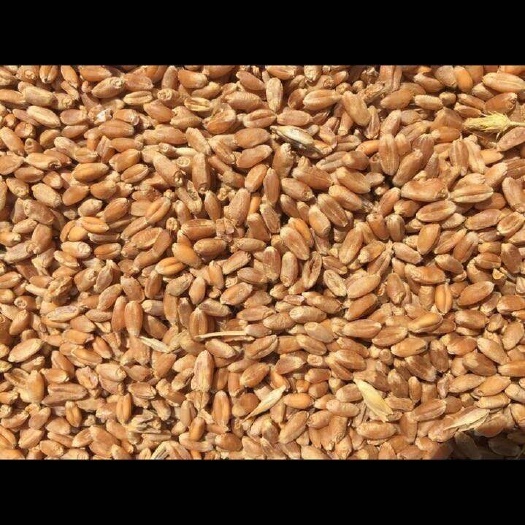  新红小麦