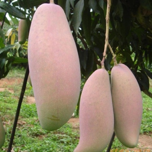 灵山县象牙芒果苗