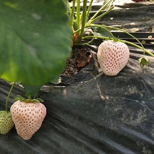 泰安小白草莓苗 地栽苗 10~20公分