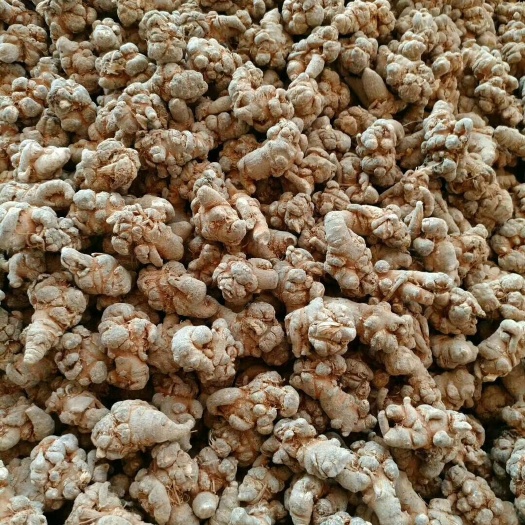 昆明三七 