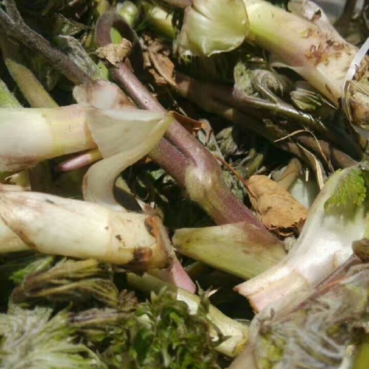 扎兰屯市苦窿芽 