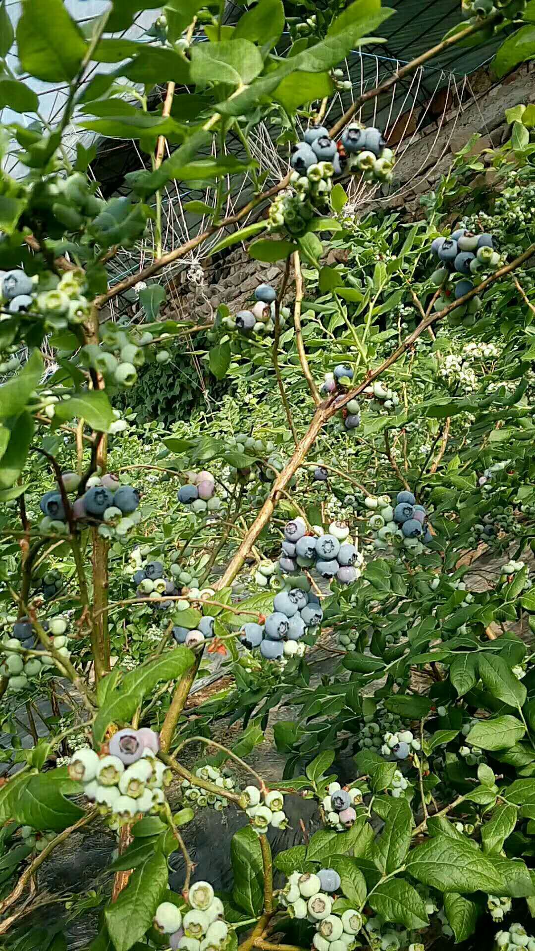 北陆蓝莓 鲜果 12 - 14mm以上 