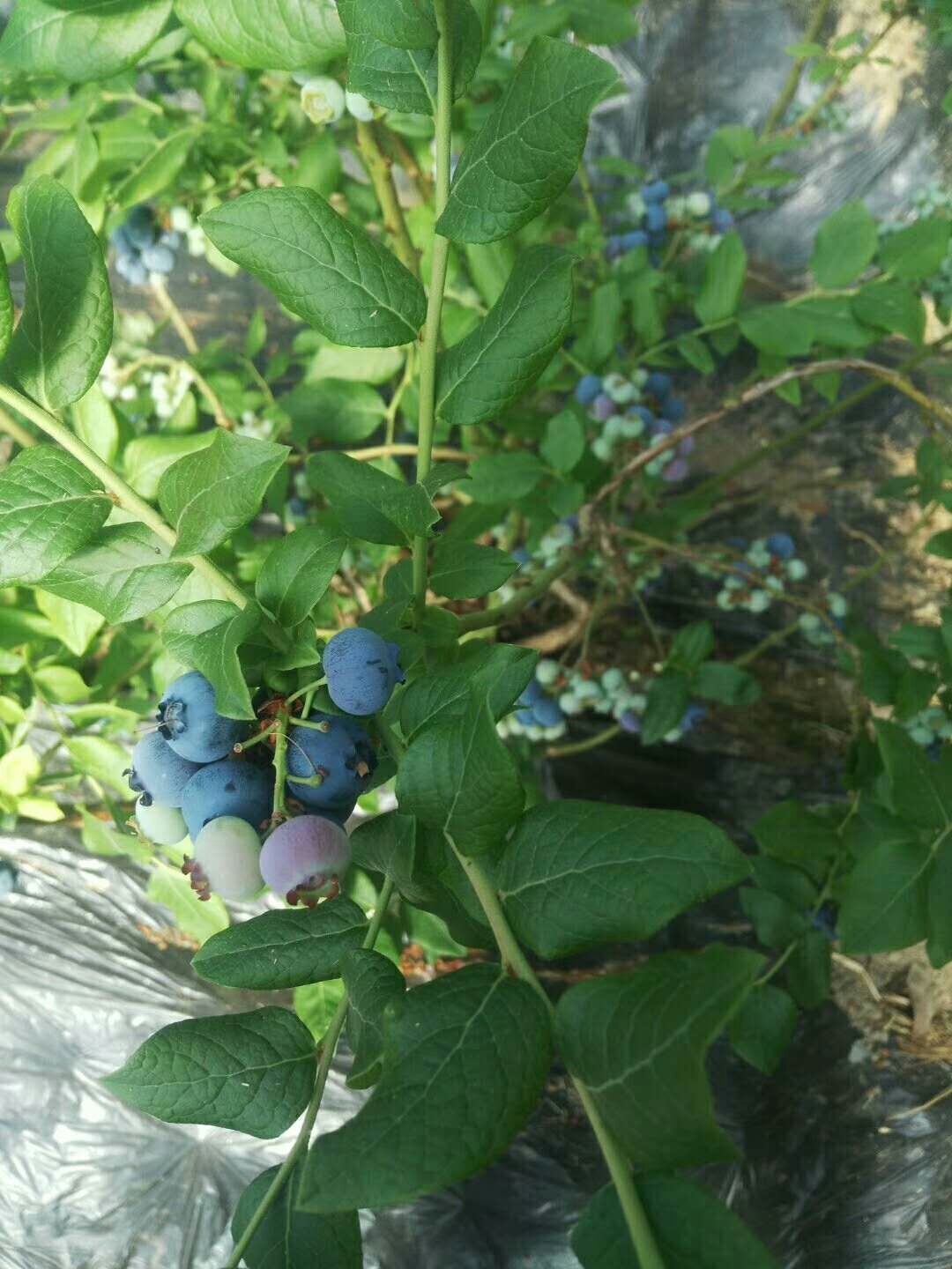 北陆蓝莓 鲜果 12 - 14mm以上 