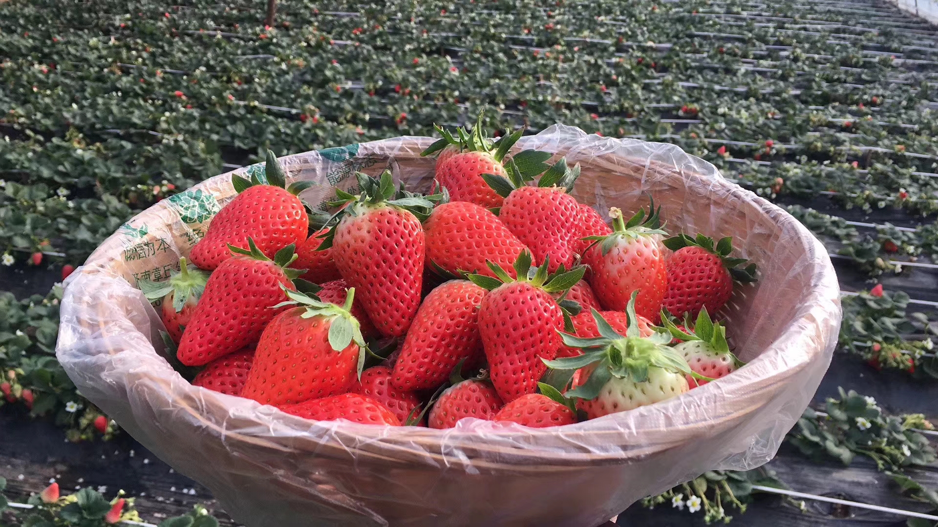 泰安章姬草莓苗 地栽苗 10~20公分 
