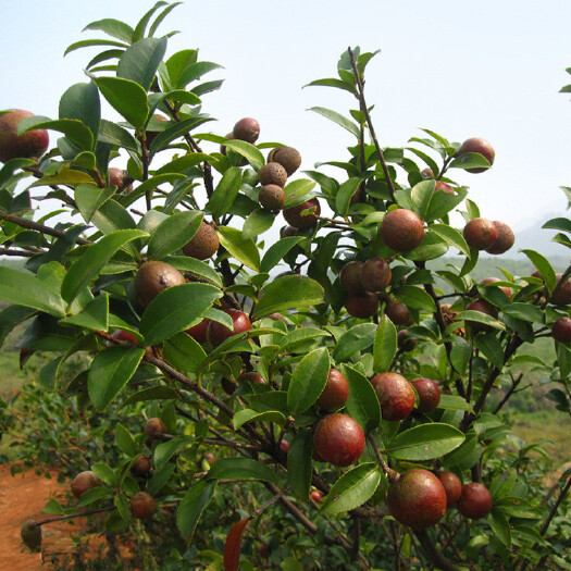 灵山县油茶苗 