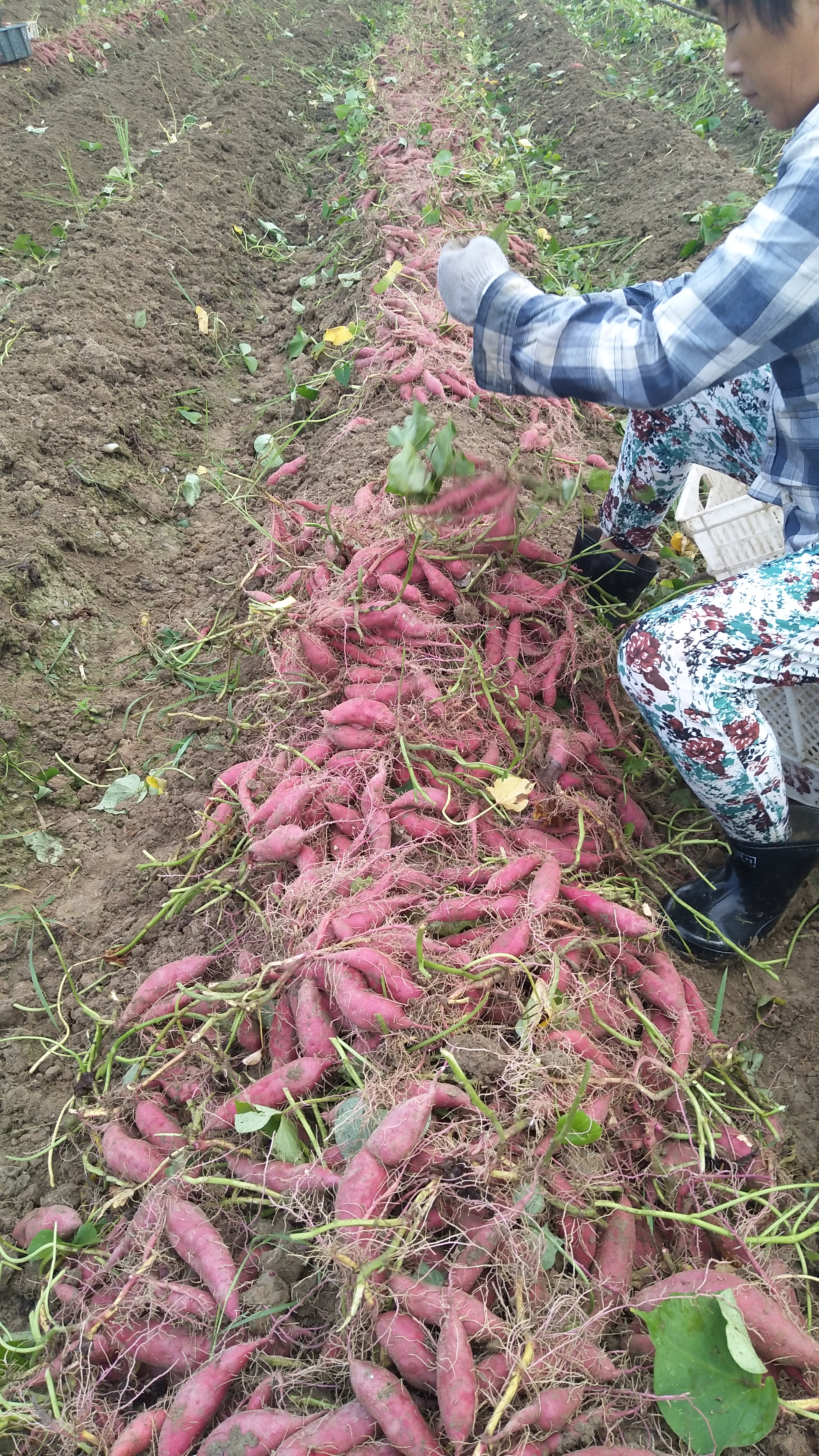 天目山小香薯苗 杭州临安天目山小香薯种苗