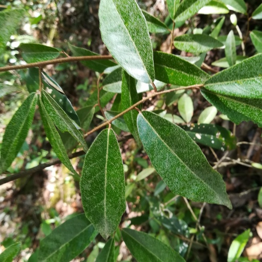 汉阴县羊奶果苗 