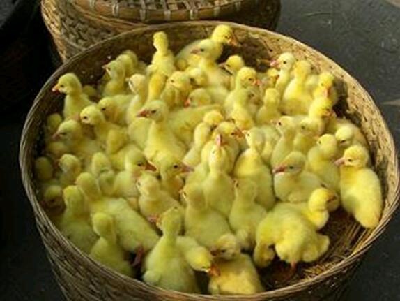 乐至县白鹅苗