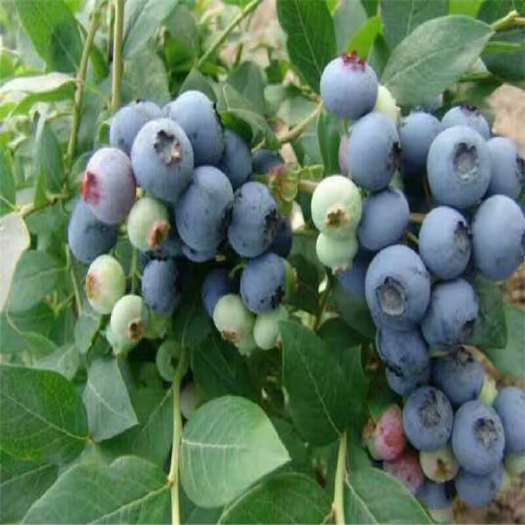 泰安蓝丰蓝莓苗 