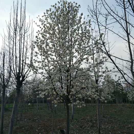 南召县红玉兰