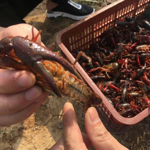 高邮市青壳小龙虾 人工养殖 4-6钱 