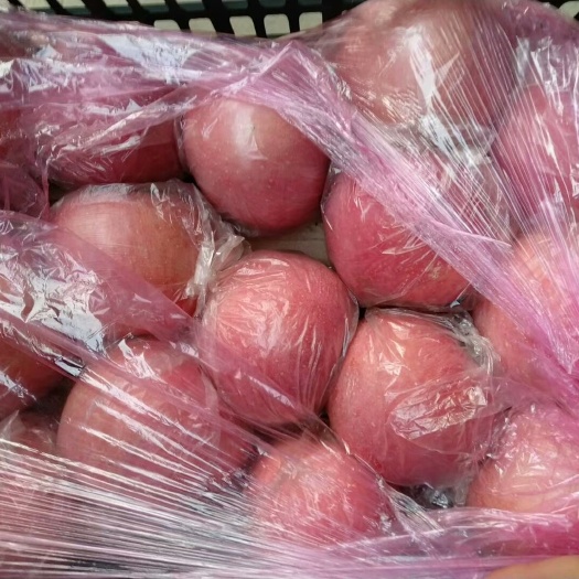 虞城县红富士苹果 75mm以上 片红 膜袋