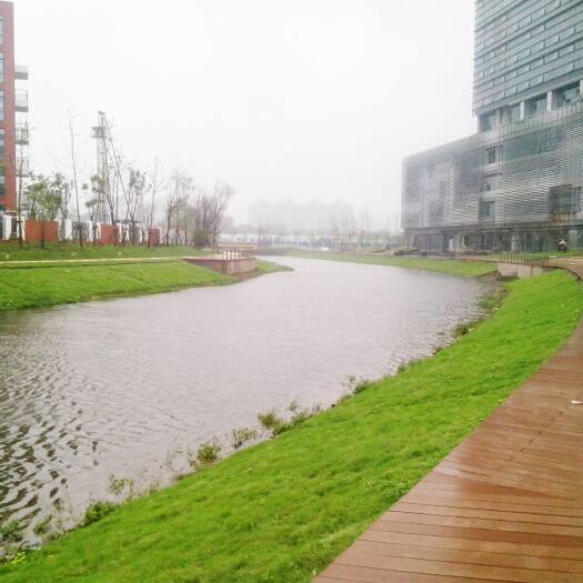 郓城县护坡草种子道路护坡种子堤坝护坡种子高速路护坡种子