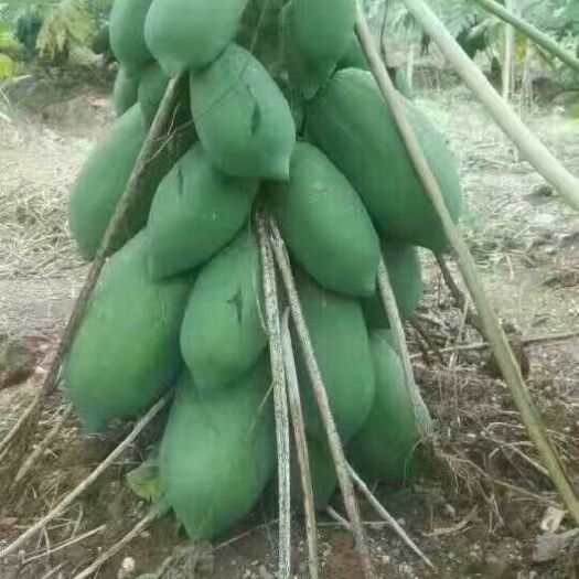 灵山县 大青木瓜 水果木瓜苗
