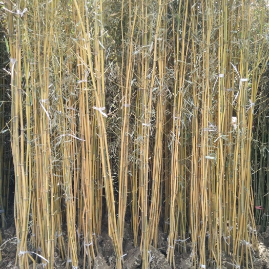 沭阳县 大量低价供应各类规格金镶玉竹