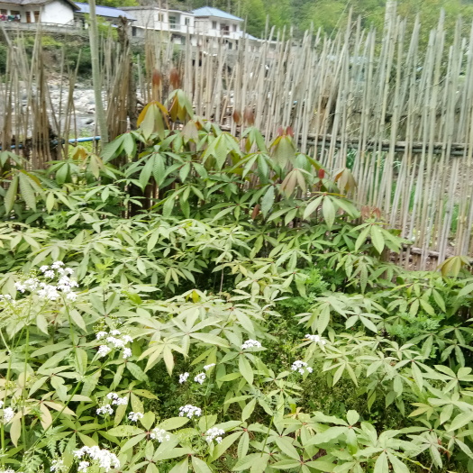 峨边县独杆发财树