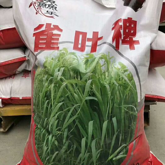 郓城县雀稗种子小米草雀叶稗种子养殖鱼虾蟹草种子水草种子